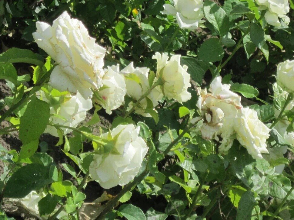 Роза Эльф плетистая - Дмитрий Никитин