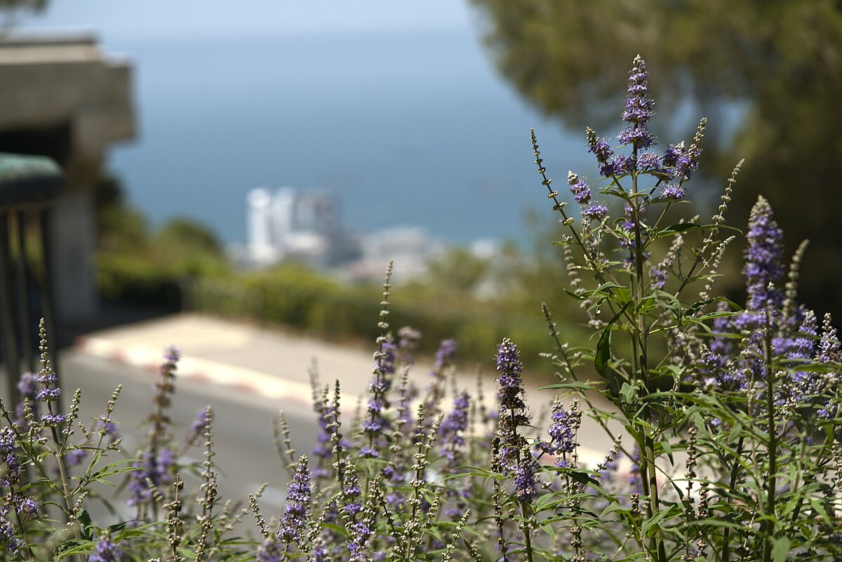 Море  ,Цветы - ujgcvbif 