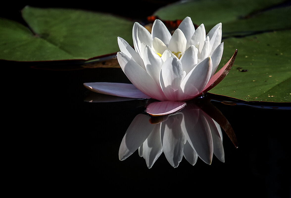 ***** - Андроник Александр 