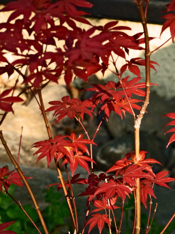 Летние этюды 39 - Алексей Кузнецов