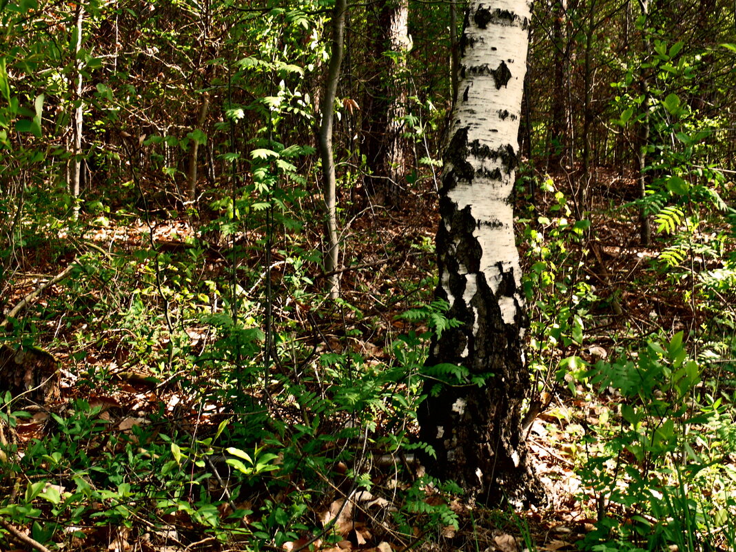 Летние этюды 40 - Алексей Кузнецов