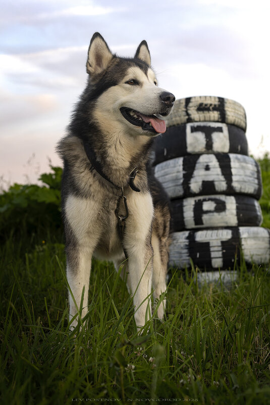 Ярик. - leff Postnov