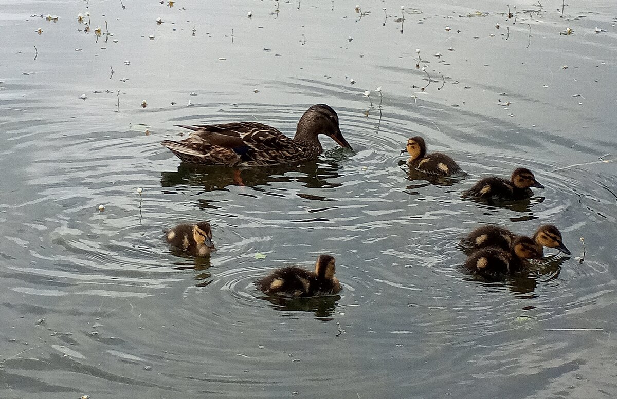 Утята - Сапсан 