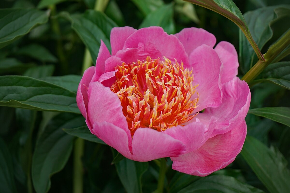 В ботаническом саду - Ольга 