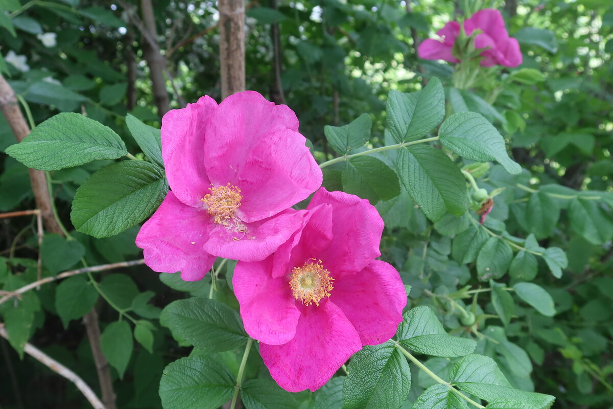 Шиповник - Дмитрий И_