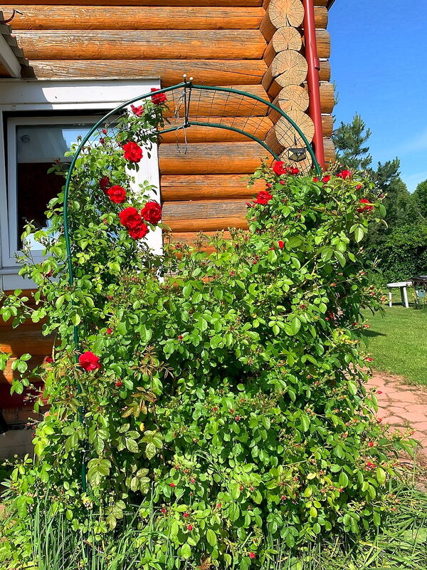 Лето - Ольга Довженко Лето - Ольга Довженко