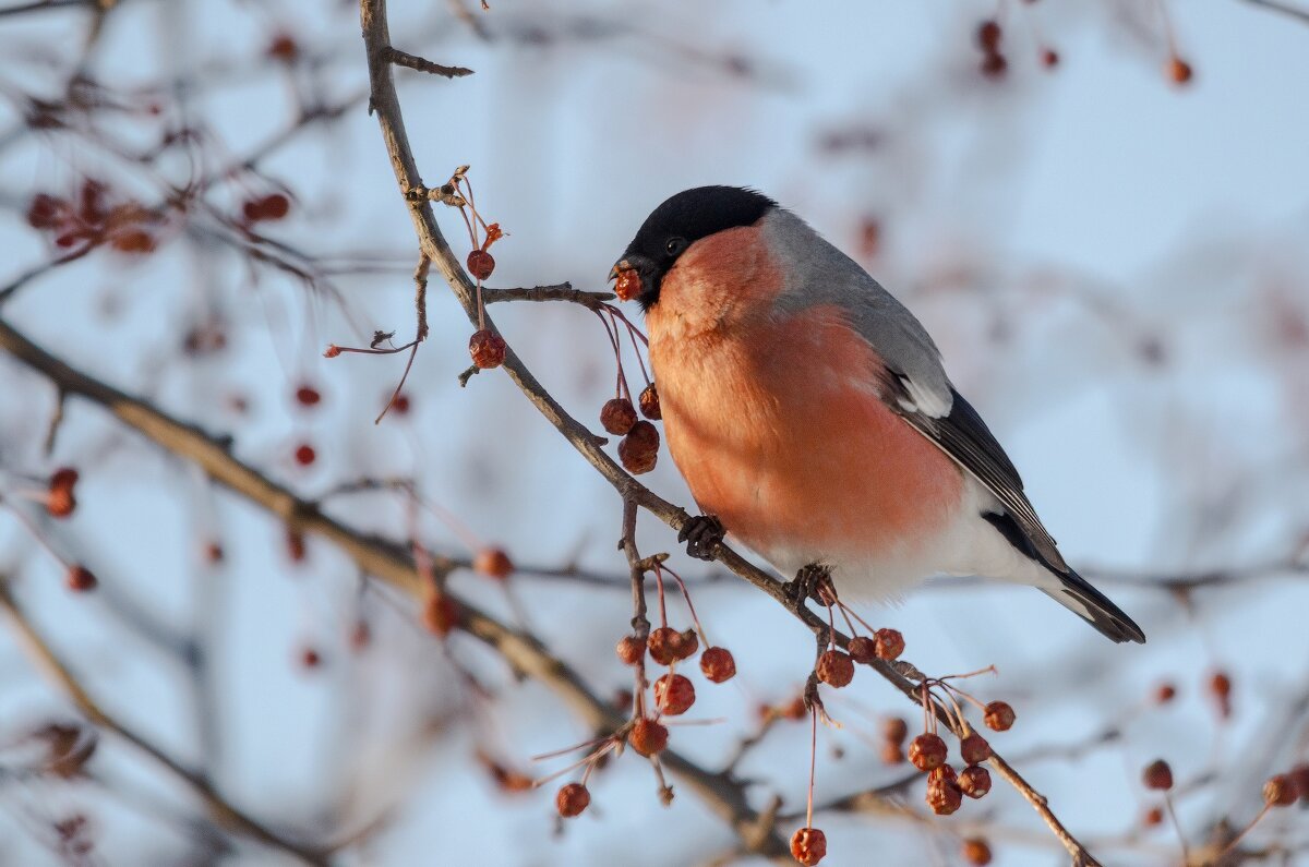 Снегирь. - Виктор Иванович Чернюк Снегирь. - Виктор Иванович Чернюк