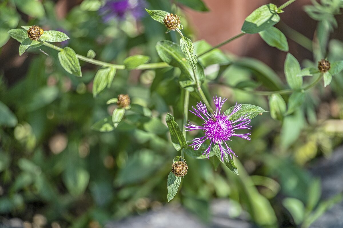 Городской василёк - Валерий Иванович