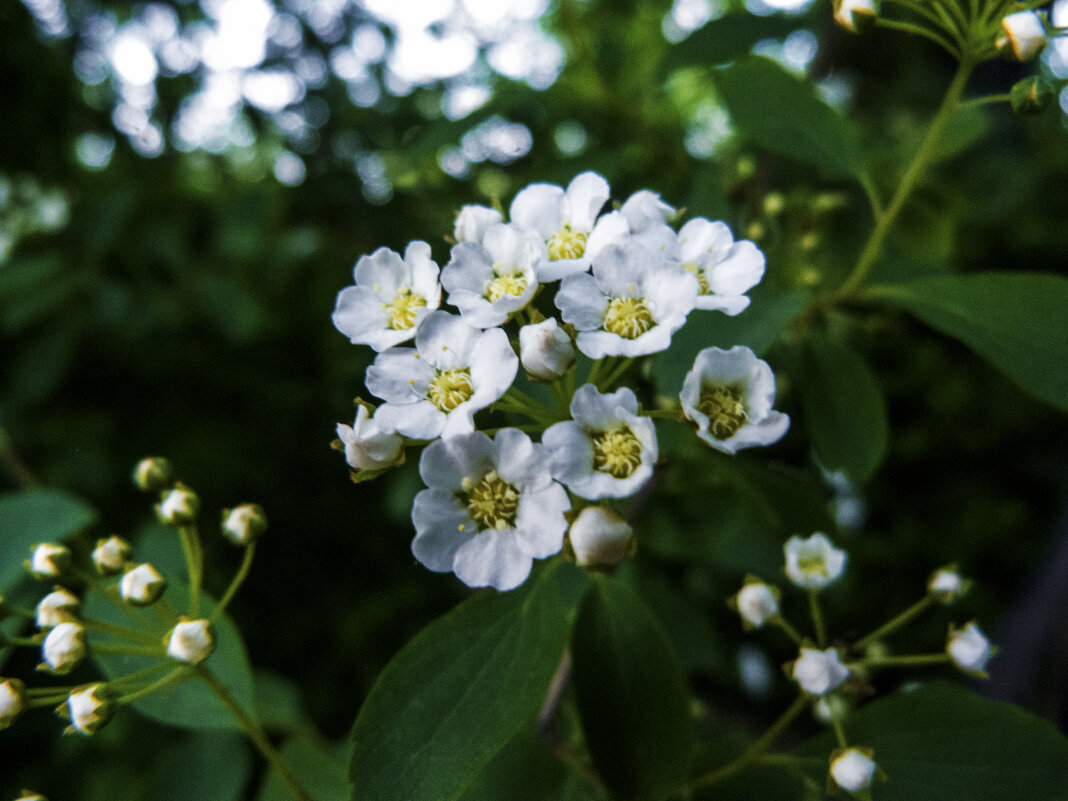 Весенние  цветы - Валентин Семчишин