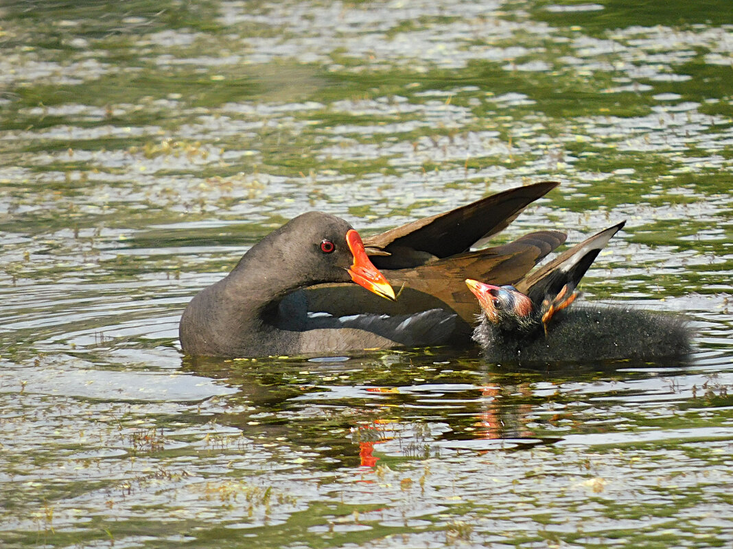 Камышница с птенцом - Лина 