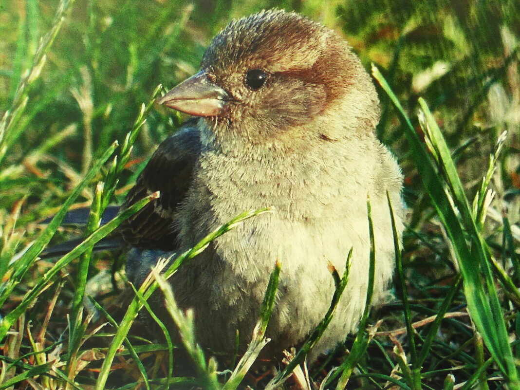 Малыш - Людмила Смородинская Малыш - Людмила Смородинская