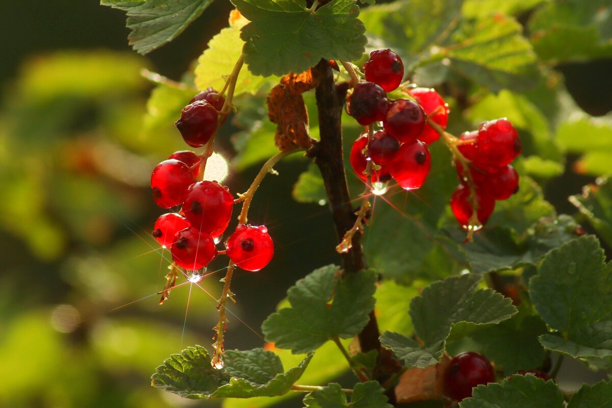 Смородинка - Юрий. Шмаков Смородинка - Юрий. Шмаков