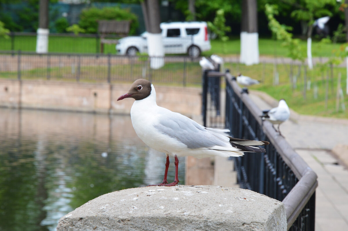 Московская область. Николо-Угрешский монастырь. - Наташа *****