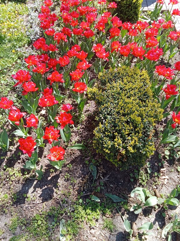 Цветение - Виктор 