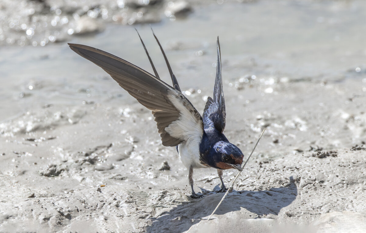 ласточкка - юрий макаров