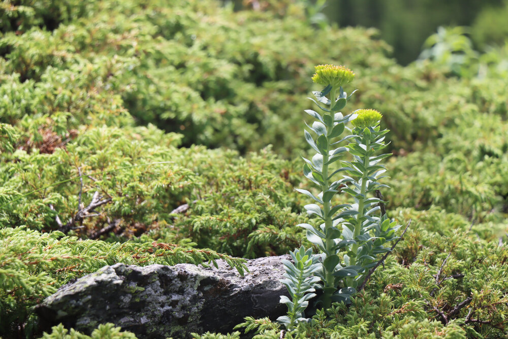 Очиток в горах - Галина Ильясова Очиток в горах - Галина Ильясова