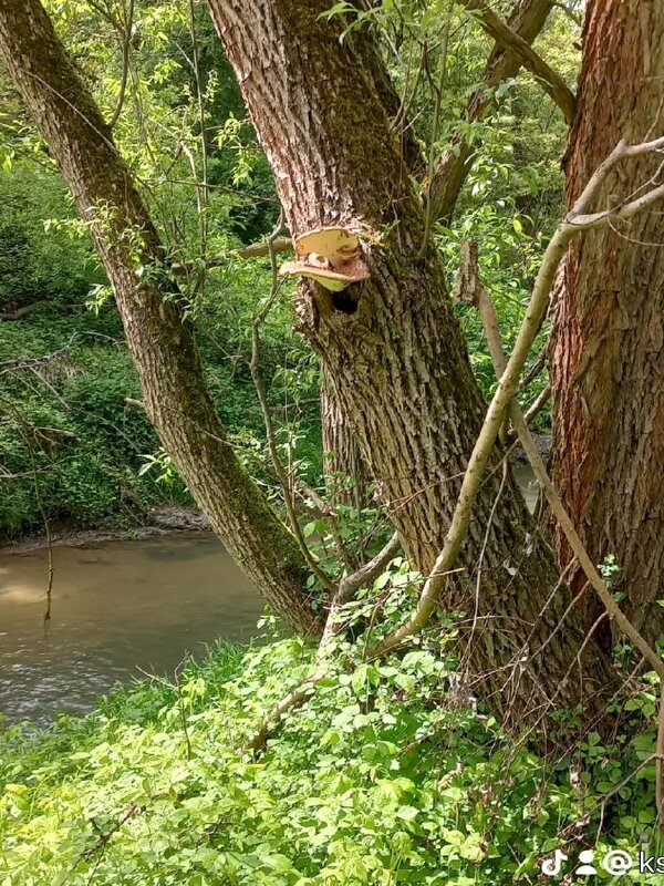 Гриб-зонтик - Svetlana 