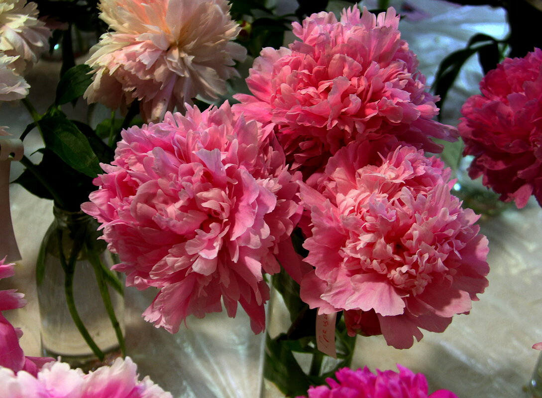 "Пион -2025" - Vlad Сергиевич "Пион -2025" - Vlad Сергиевич