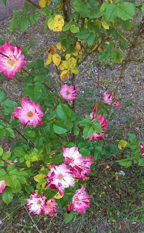 Цветы - Svetlana 