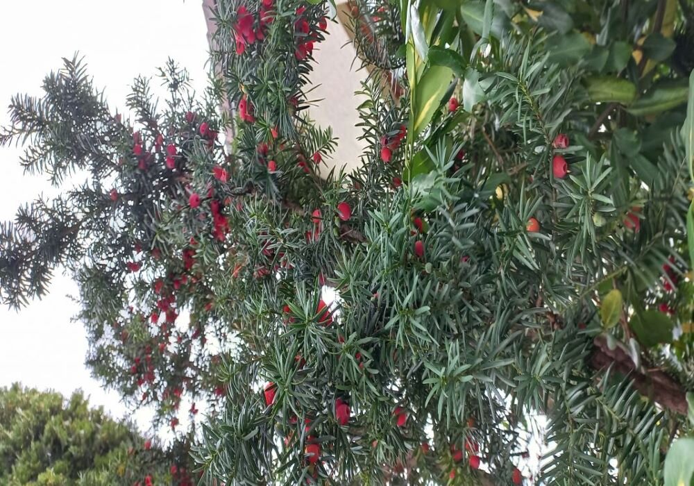 Можжевельник - Svetlana 