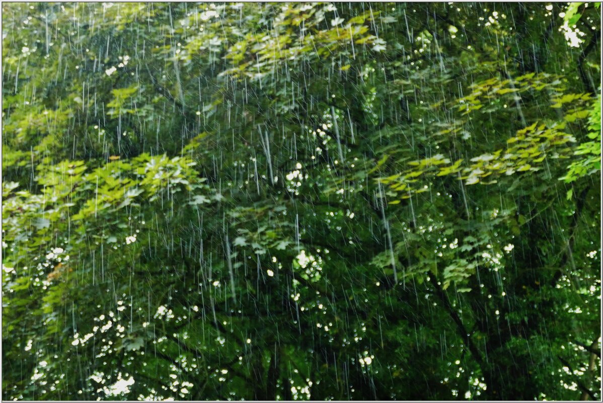 ДОЖДЬ... - Elvira E. ДОЖДЬ... - Elvira E.