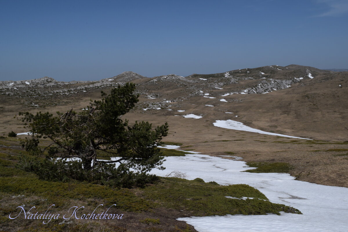 Природа Крыма - Amazing Cosmea