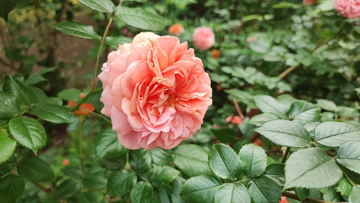 ,,, - Сергей Тимоновский ,,, - Сергей Тимоновский