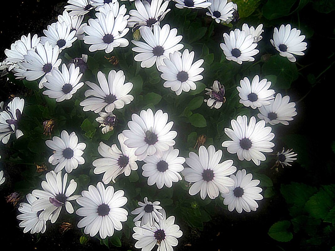 Цветы лета - Елена Семигина