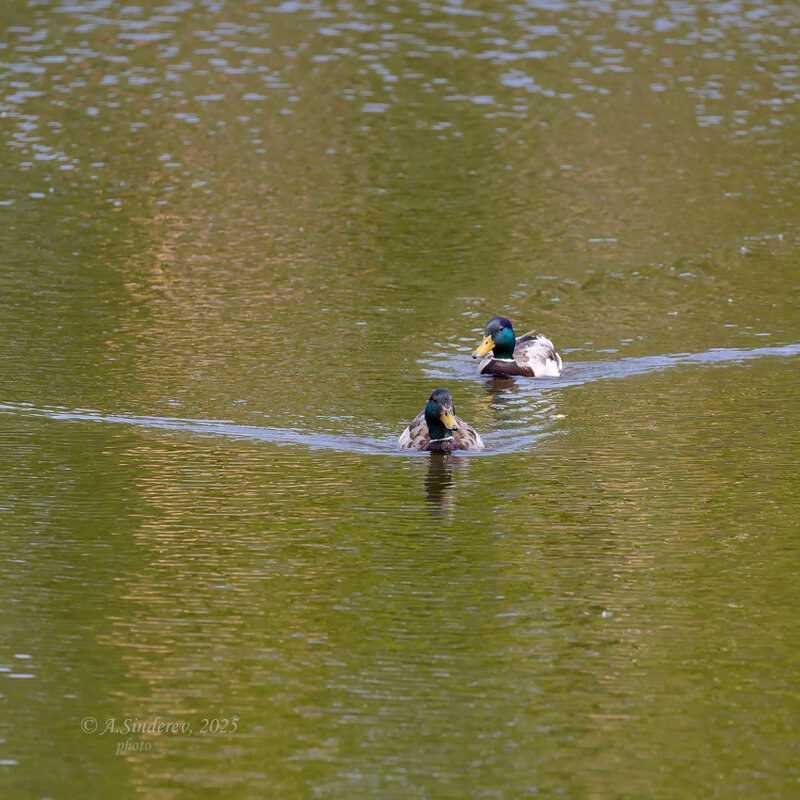 Селезни на озере - Александр Синдерёв