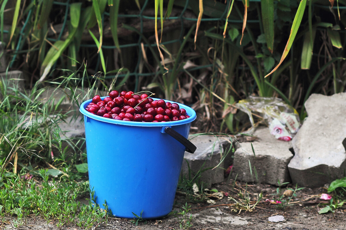 Черешня от друга - Юрий Гайворонскiий