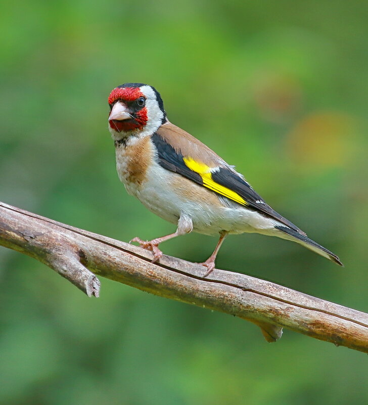 щегол - Andrey Bragin 