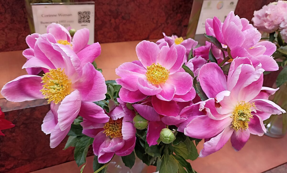 Выставка пионов в ГУМе - Татьяна Тюменка