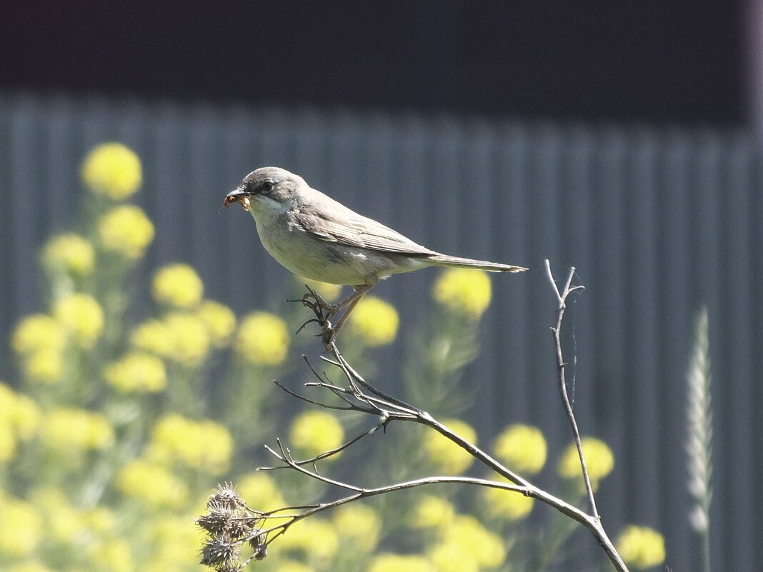 Серая славка - Зоя Мишина Серая славка - Зоя Мишина
