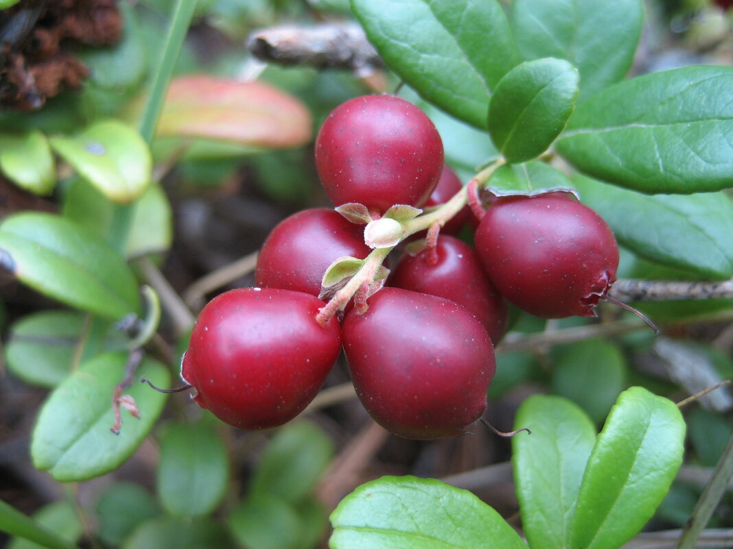 Брусника - Anna Ivanova