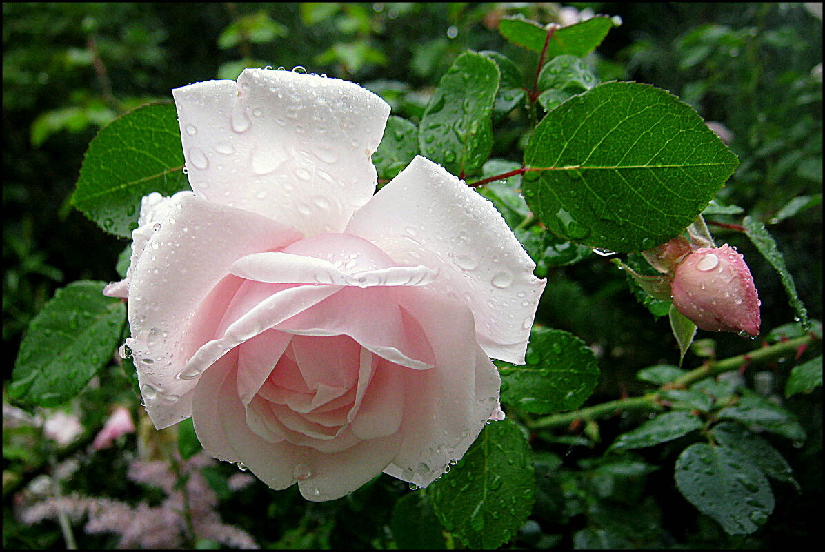 ПОСЛЕ ДОЖДЯ.... - Татьяна Касьяненко