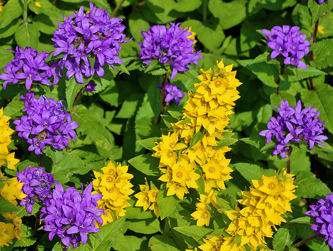 Красота у дома - вербейник и колокольчик сборный - Светлана 