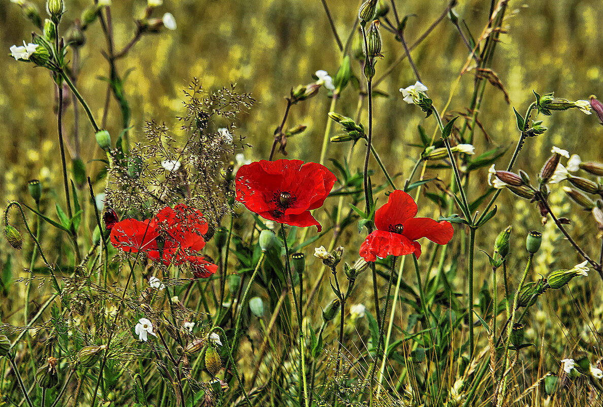 Маки - Андроник Александр 