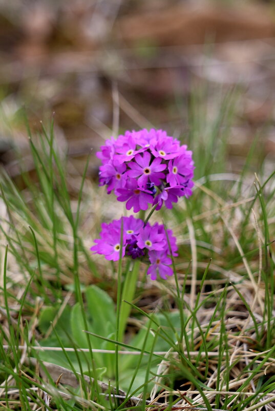Горные цветы - Александр Кондаков