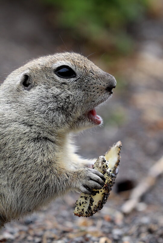 Суслик горный... - Александр Кондаков
