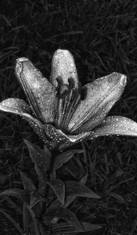 Чëрно-белое восприятие - Леонид Абросимов Чëрно-белое восприятие - Леонид Абросимов