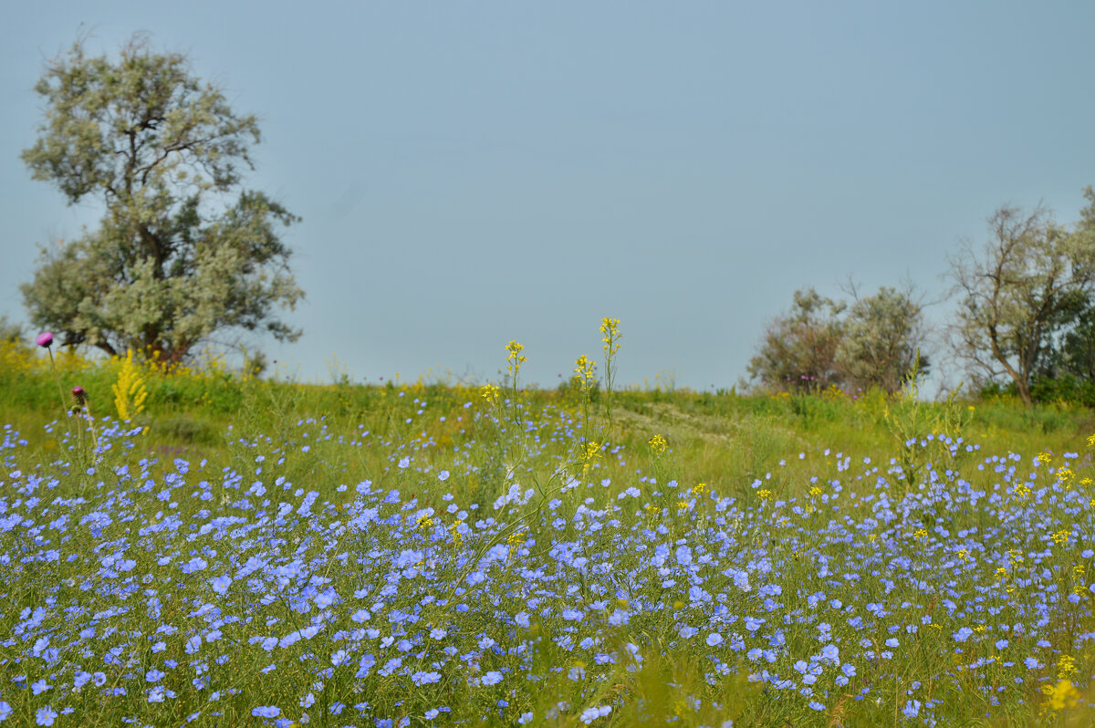 Голубое небо опустилось на землю... - Надежда Куркина Голубое небо опустилось на землю... - Надежда Куркина