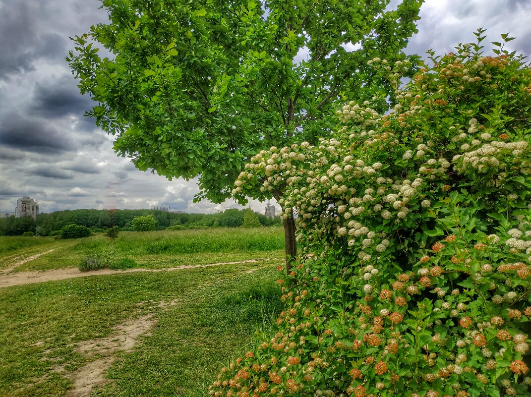 лето, цветёт спирея - Валентина. . лето, цветёт спирея - Валентина. .
