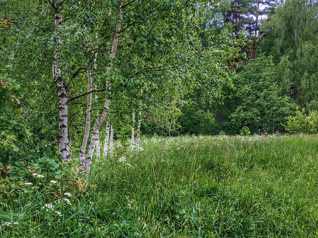берёзовый луг - Валентина. .