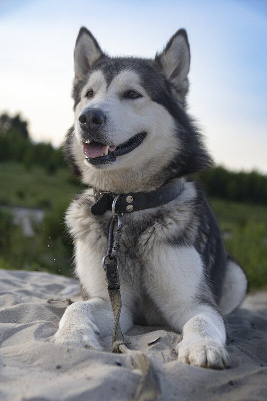 Ярик. - leff Postnov