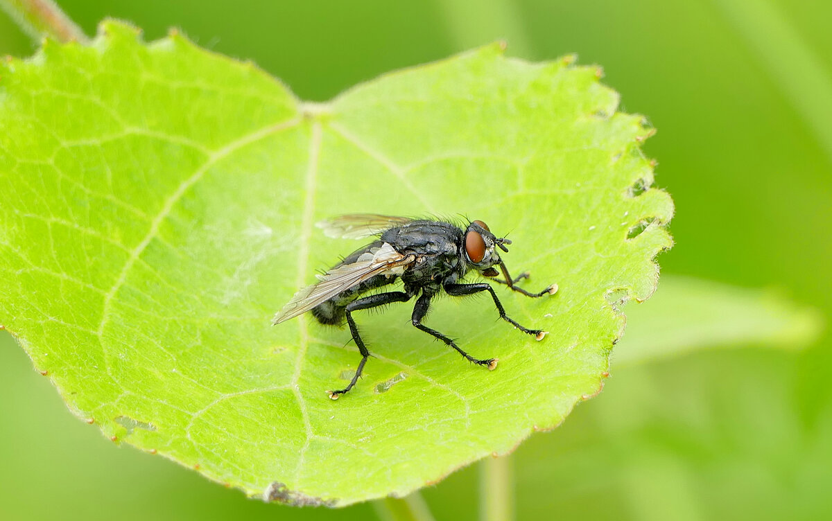 из снятого сегодня 1 - Александр Прокудин