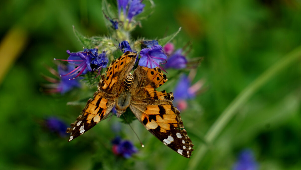 из снятого сегодня 4 - Александр Прокудин из снятого сегодня 4 - Александр Прокудин