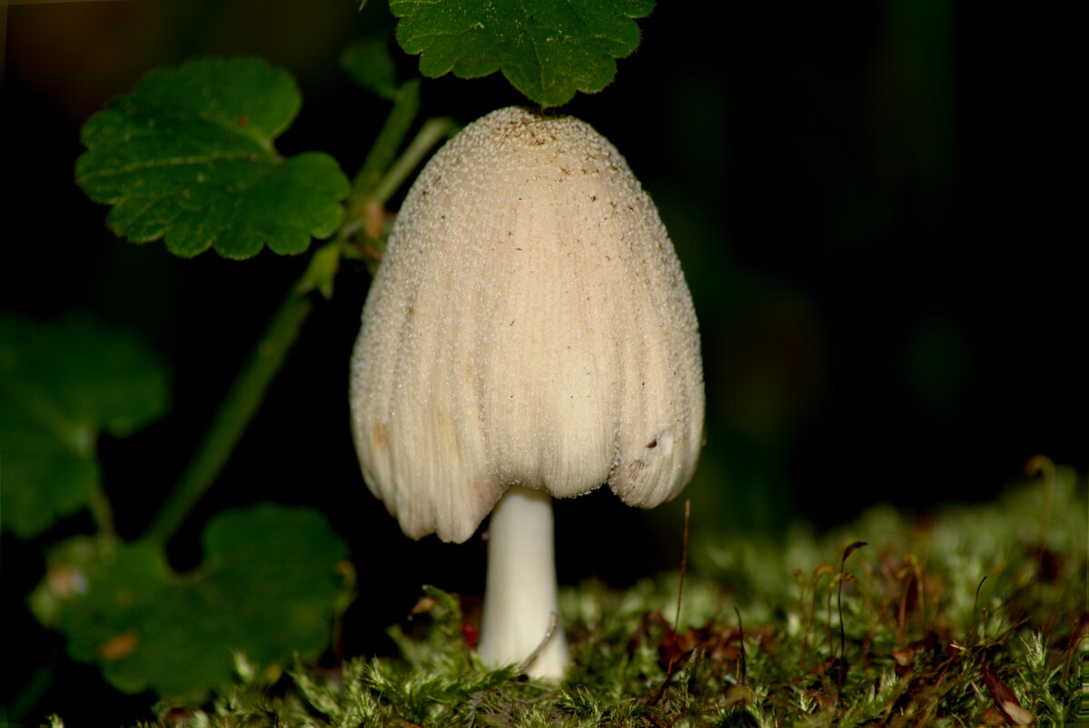 Навозник домашний (Coprinellus domesticus) - Сергей Владимирович Егоров