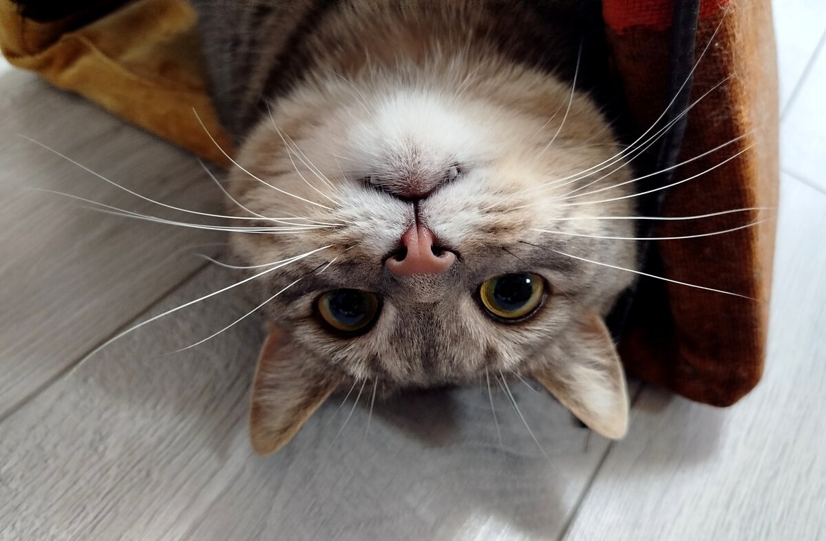 Игривая мордочка - светлана льдокова