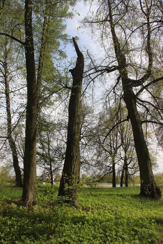 Орловский парк - Наталья Герасимова