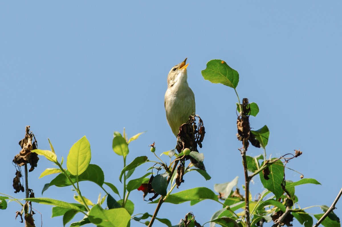 Лейся песня по просторам. - Виктор Иванович Чернюк